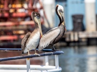 Пара бурых пеликанов.