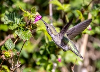 Колибри калипта Анны.
