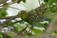 волнистый попугай