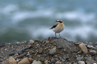 каменка обыкновенная