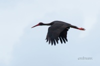 чорны бусел