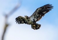 Молодой белоголовый орлан.