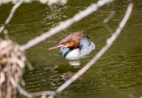 Самка большого крохаля.