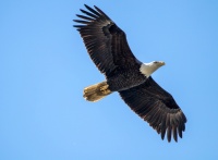 Белоголовый орлан.