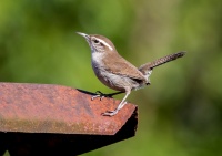 Длиннохвостый крапивник Бьюика.