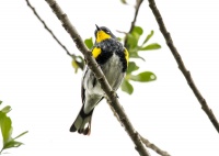 Миртовый лесной певун.