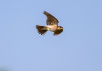 Полевой жаворонок