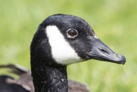 Канадская казарка.