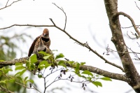 Золотой шилоклювый дятел.
