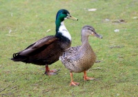 Пара крякв.