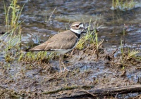 Крикливый зуек.