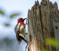 Красногрудый дятел-сосун.