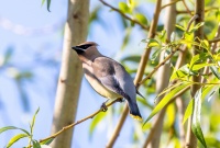 Американский свиристель.