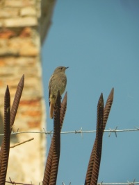 рудахвостка-чарнушка