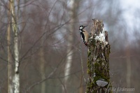 дятел пёстрый