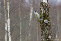 седой дятел