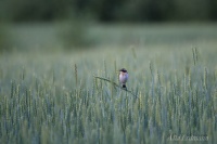 луговой чекан