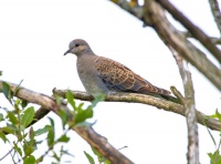 Горлица обыкновенная.