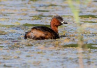 Малая поганка.