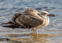 Молодая хохотунья.