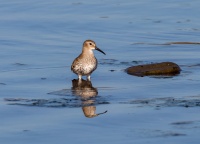 Чернозобик.