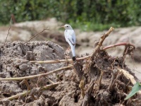 Белая трясогузка. Лейкизм