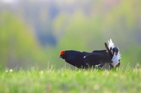 Тетерев на току