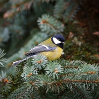 23.12.2018 Кобрын. парк.