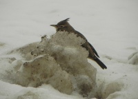 жаўрук-смяцюх