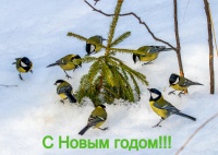 Большие синицы.