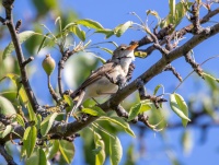 Садовая камышевка.