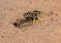 Бембекс носатый.