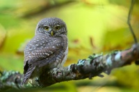 Воробьиный сыч осенью