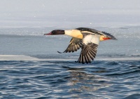 Большой крохаль.