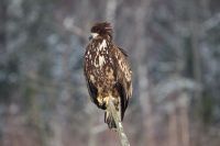 Молодой Орлан-белохвост на присаде