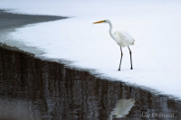 большая белая цапля