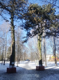Сосна черная