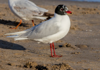 Черноголовая чайка.