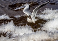 Озерная чайка.