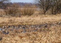 Белолобые гуси.