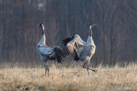 серый журавль