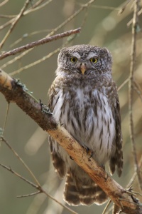 Сыч воробьиный