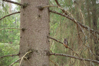 Сыч воробьиный