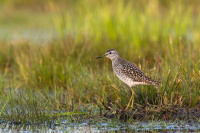 кулік-цякун