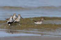 кулік-гразевік