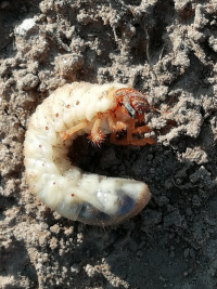 Личинка майского жука