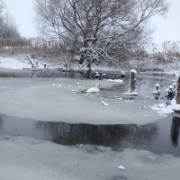 Лебедь зимой