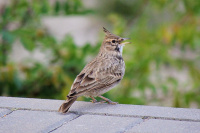 03.11.2019. Брэст