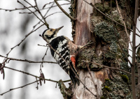 Белоспинный дятел.