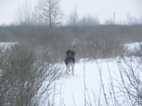 Лось